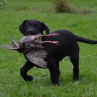 Chiots labradors lof initiés chasse