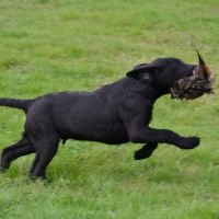 Chiots labradors lof initiés chasse #7