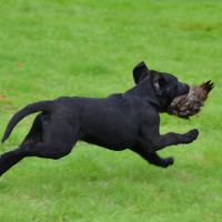 Chiots labradors lof initiés chasse #8