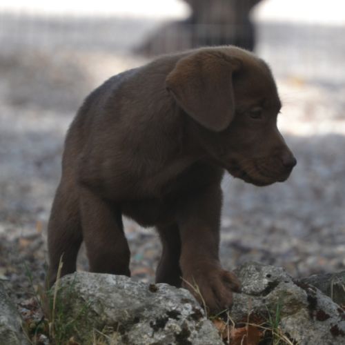 Chiots labradors chocolats lof lignées beauté #1