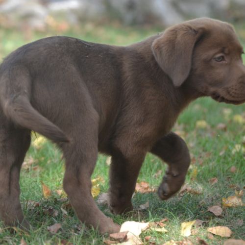 Chiots labradors chocolats lof lignées beauté #2