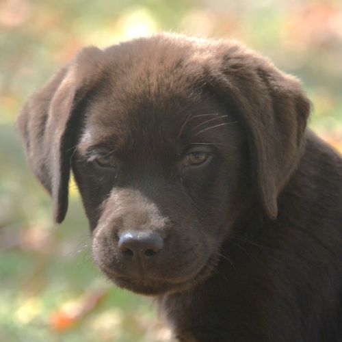 Chiots labradors chocolats lof lignées beauté