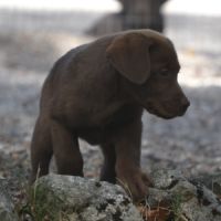 Chiots labradors chocolats lof lignées beauté #1