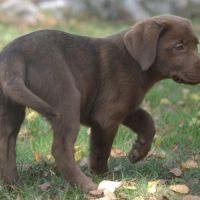 Chiots labradors chocolats lof lignées beauté #2
