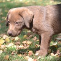 Chiots labradors chocolats lof lignées beauté #3