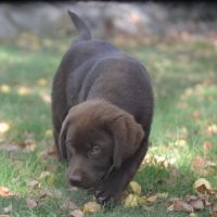 Chiots labradors chocolats lof lignées beauté #4