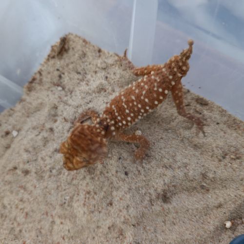 Nephrurus amyae male #1