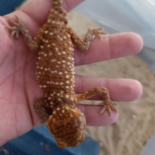 Nephrurus amyae male #3