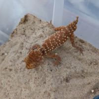 Nephrurus amyae male #1