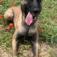 Donne malinoise 3 ans
