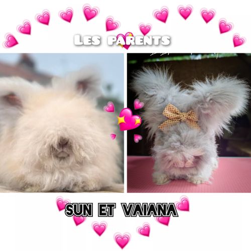 Bébés lapins angora anglais #1