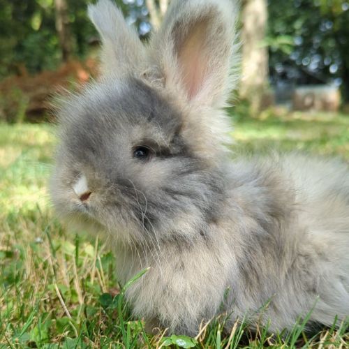 Bébés lapins angora anglais