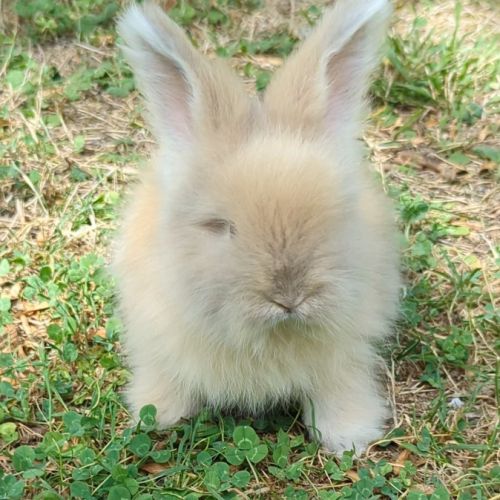 Bébés lapins angora anglais #4