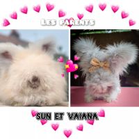 Bébés lapins angora anglais #1