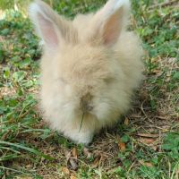 Bébés lapins angora anglais #3
