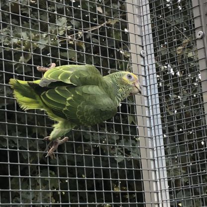 Alipiopsitta xanthops epp f/m #1