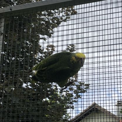 Alipiopsitta xanthops epp f/m #2