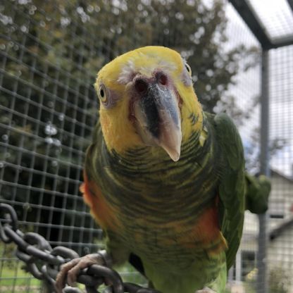 Alipiopsitta xanthops epp f/m