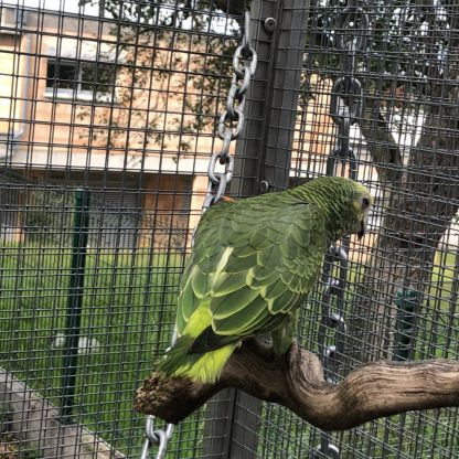 Alipiopsitta xanthops epp f/m #4