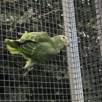 Alipiopsitta xanthops epp f/m #1