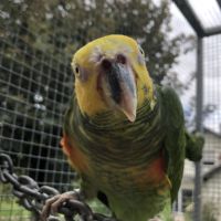 Alipiopsitta xanthops epp f/m #0