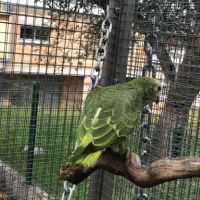 Alipiopsitta xanthops epp f/m #4