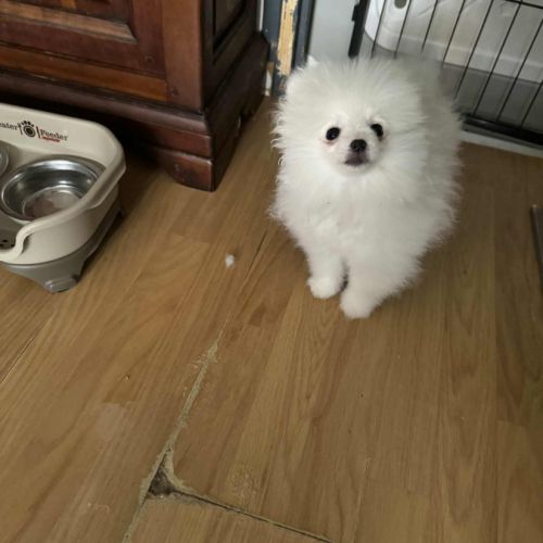 Chiots spitz pomeranian