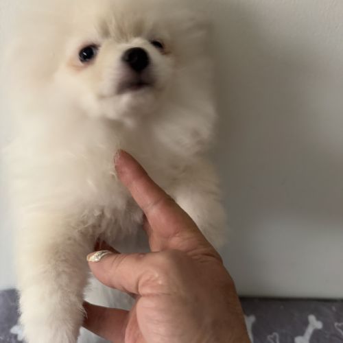 Chiots spitz pomeranian #3