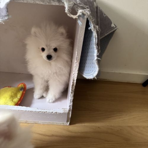 Chiots spitz pomeranian #4