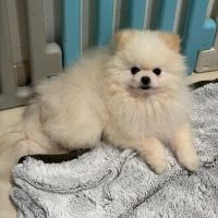 Chiots spitz pomeranian #1