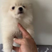 Chiots spitz pomeranian #3
