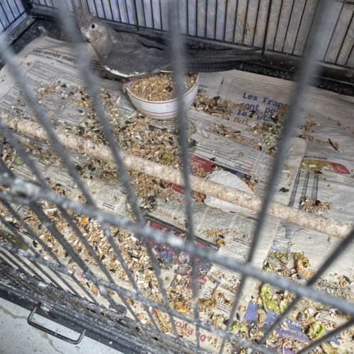 À vendre calopsytes