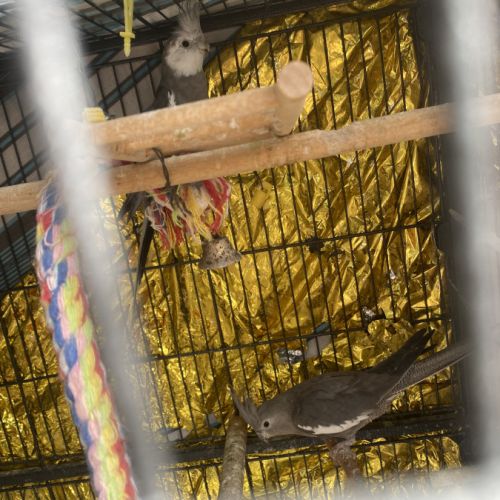 À vendre calopsytes #3