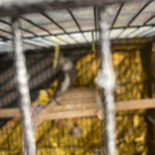 À vendre calopsytes #5