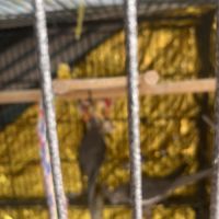 À vendre calopsytes #2