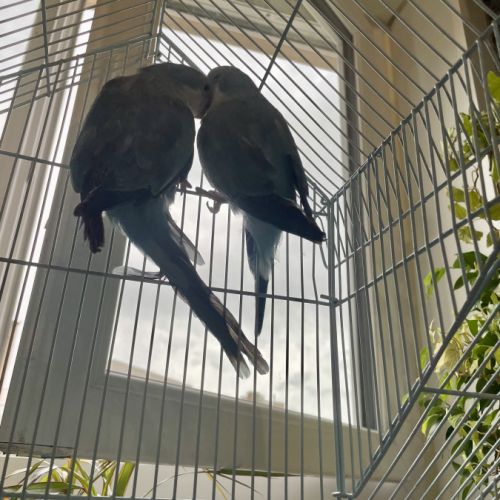 Couple perruches souris #2