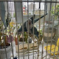 Couple perruches souris