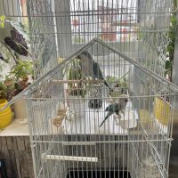 Couple perruches souris #3