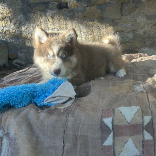 Chiots pomsky mâle standard yeux bleus #0