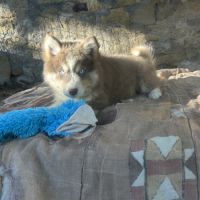 Chiots pomsky mâle standard yeux bleus