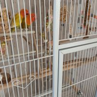 Deux inséparable avec cage