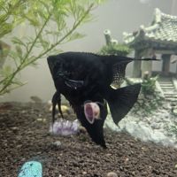 Couple de scalaires adultes