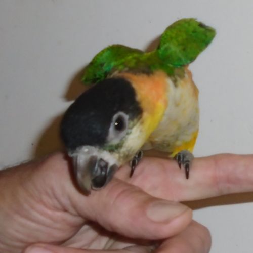 Caique to eam femelle eam, meyer meyeri mâle eam #2