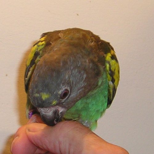 Caique to eam femelle eam, meyer meyeri mâle eam #3