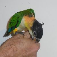 Caique to eam femelle eam, meyer meyeri mâle eam