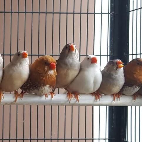 Diamant mandarins #1