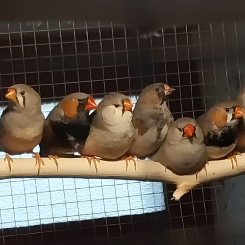 Diamant mandarins #2