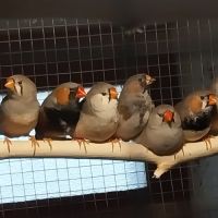 Diamant mandarins #2