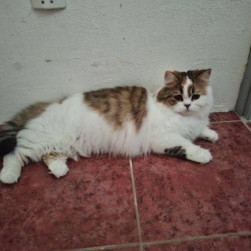 British/highland  brown tortie #1