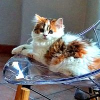 British/highland  brown tortie